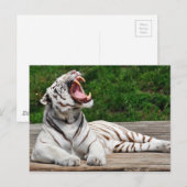 Weißer Tiger, Bengalischer Tiger Postkarte (Vorne/Hinten)