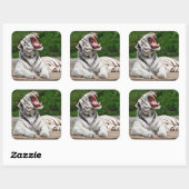 Weißer Tiger, Bengalischer Tiger Quadratischer Aufkleber (Blatt)