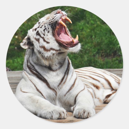 Weißer Tiger, Bengalischer Tiger Runder Aufkleber (Vorderseite)
