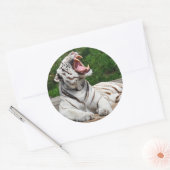 Weißer Tiger, Bengalischer Tiger Runder Aufkleber (Umschlag)