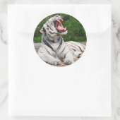 Weißer Tiger, Bengalischer Tiger Runder Aufkleber (Tasche)
