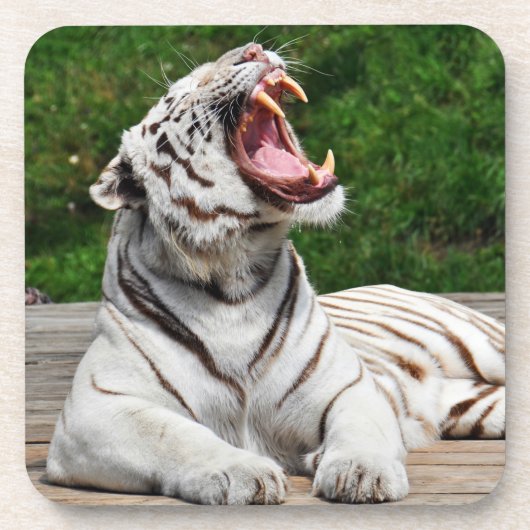 Weißer Tiger, Bengalischer Tiger Untersetzer (Vorderseite)