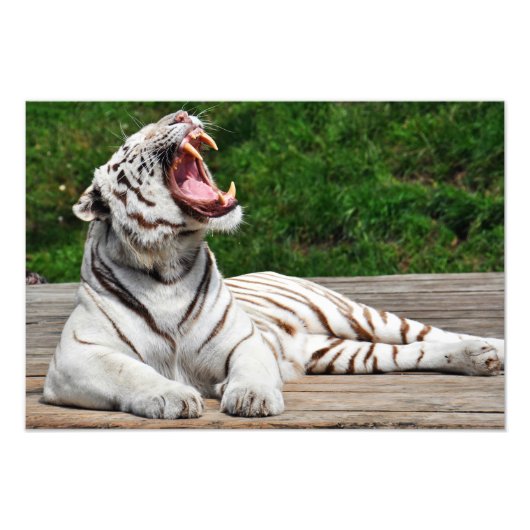Weißer Tiger, Bengalisches Tiger Foto drucken (Vorne)