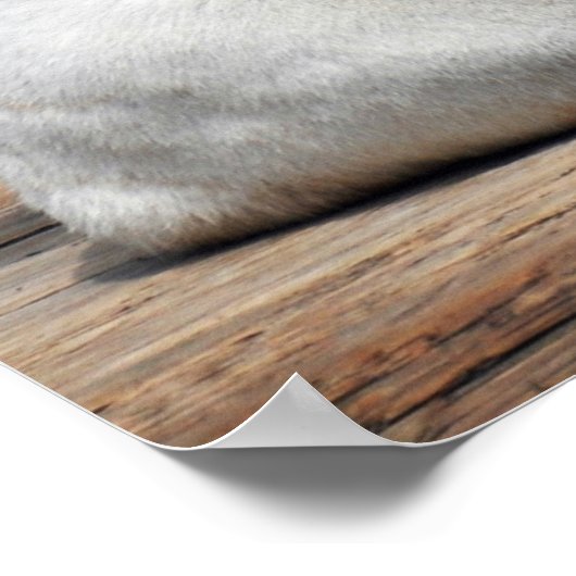 Weißer Tiger, Bengalisches Tiger Poster (Ecke)