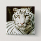Weißer Tiger Button (Vorderseite)