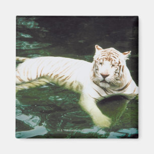 Weißer Tiger, der friedlich schwimmt Magnet