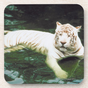 Weißer Tiger, der friedlich schwimmt Untersetzer