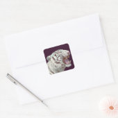 Weißer Tiger – Furchteinflößende Pose – Sticker (Umschlag)