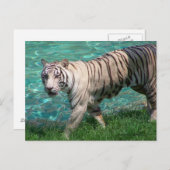 Weißer Tiger gegen blaues Wasserlauffoto Postkarte (Vorne/Hinten)