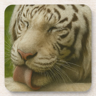 Weißer Tiger im Alltagsleben Getränkeuntersetzer