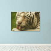 Weißer Tiger im Alltagsleben Leinwanddruck (Insitu (Holzboden))