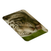 Weißer Tiger im Alltagsleben Magnet (Rechte Seite)