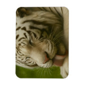 Weißer Tiger im Alltagsleben Magnet (Vertikal)