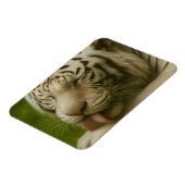 Weißer Tiger im Alltagsleben Magnet (Linke Seite)