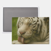 Weißer Tiger im Alltagsleben Magnet (Vorderseite/Rückseite)