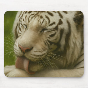 Weißer Tiger im Alltagsleben Mousepad