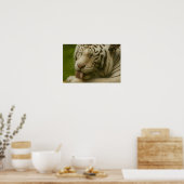 Weißer Tiger im Alltagsleben Poster (Küche)