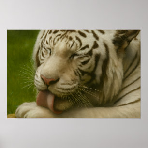 Weißer Tiger im Alltagsleben Poster