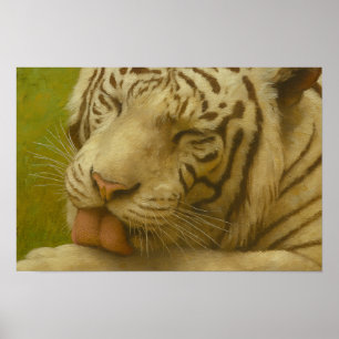Weißer Tiger im Alltagsleben Poster