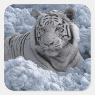Weißer Tiger in eisigen Wolken Quadratischer Aufkleber