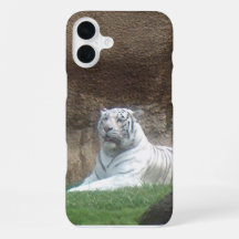 Weißer Tiger