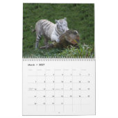 Weißer Tiger-Kalender, weiße Tiger Kalender (Mär 2027)