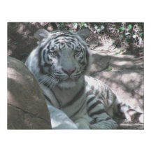 weißer Tiger