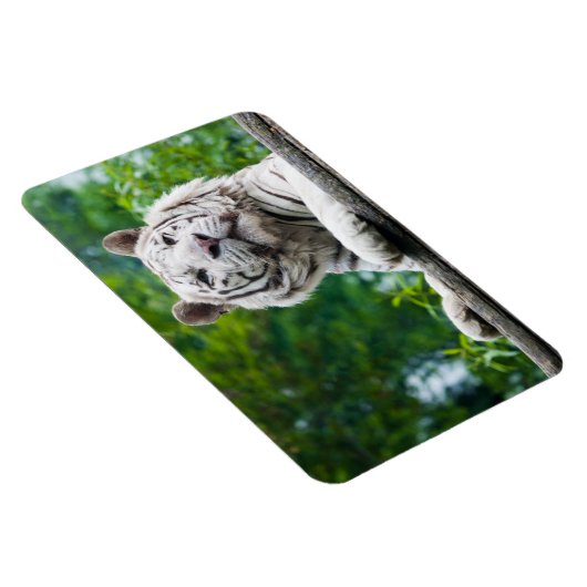 Weißer Tiger-Magnet Magnet (Rechte Seite)