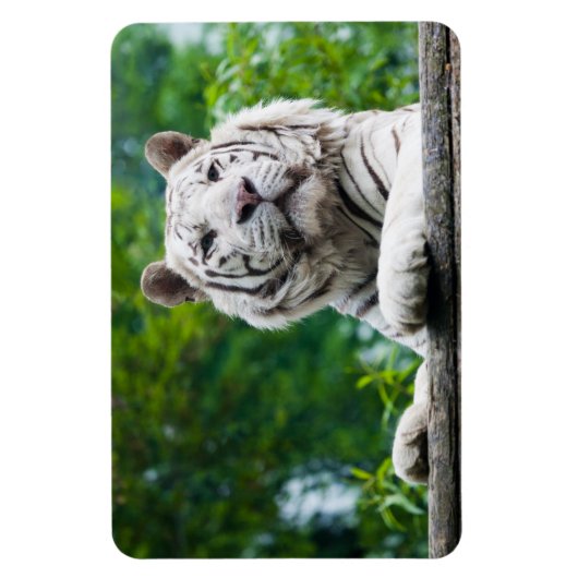 Weißer Tiger-Magnet Magnet (Vertikal)