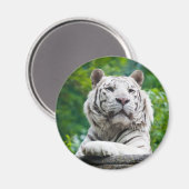 Weißer Tiger-Magnet Magnet (Vorderseite/Rückseite)