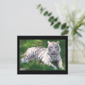 Weißer Tiger mit blauem Auge, Lecknase Postkarte (Stehend Vorderseite)
