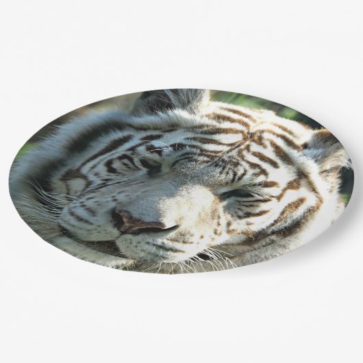Weißer Tiger Pappteller (Schrägansicht)