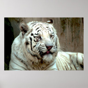 Weißer Tiger Poster