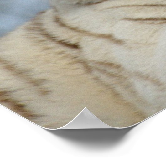 Weißer Tiger Poster (Ecke)