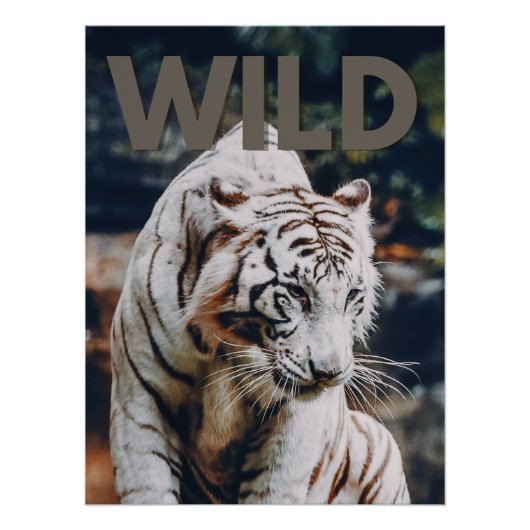 Weißer Tiger Poster (Vorderseite)