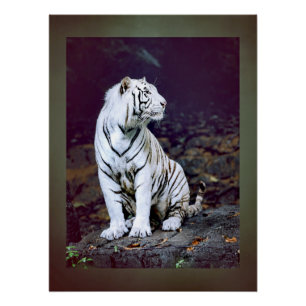Weißer Tiger Poster