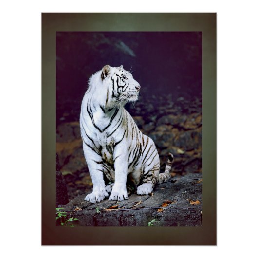 Weißer Tiger Poster (Vorderseite)