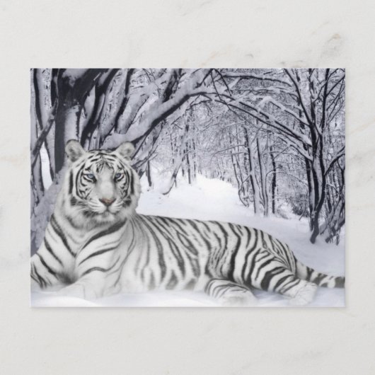 Weißer TIger Postkarte (Vorderseite)
