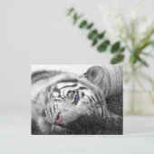 Weißer Tiger Postkarte (Stehend Vorderseite)