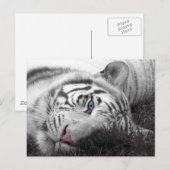 Weißer Tiger Postkarte (Vorne/Hinten)