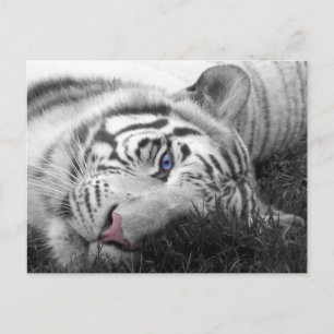 Weißer Tiger Postkarte