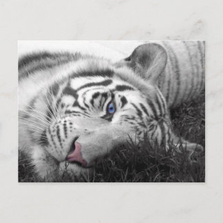 Weißer Tiger Postkarte
