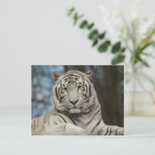 Weißer Tiger Postkarte (Stehend Vorderseite)