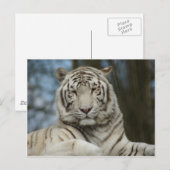 Weißer Tiger Postkarte (Vorne/Hinten)