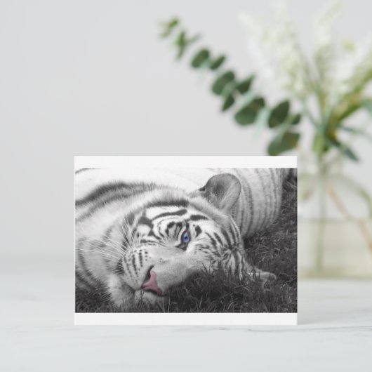 Weißer Tiger Postkarte (Stehend Vorderseite)
