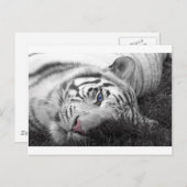 Weißer Tiger Postkarte (Vorne/Hinten)