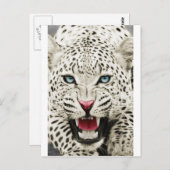 Weißer Tiger Postkarte (Vorne/Hinten)