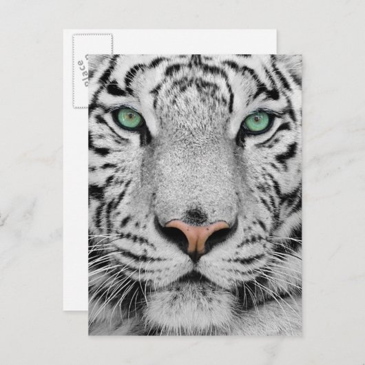 Weißer Tiger Postkarte (Vorne/Hinten)