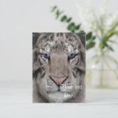 Weißer Tiger Postkarte (Stehend Vorderseite)