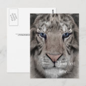 Weißer Tiger Postkarte (Vorne/Hinten)